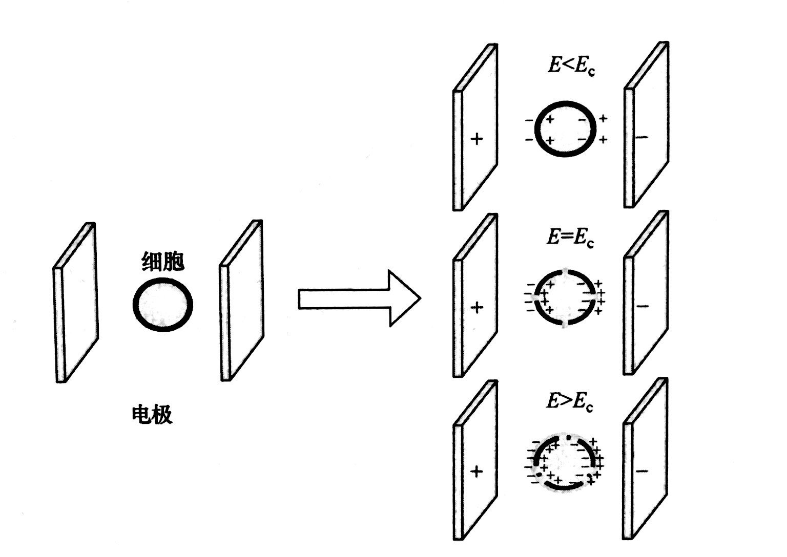 PEF等離子處理的基本原理和典型模型，普樂斯等離子體清洗機(jī)介紹